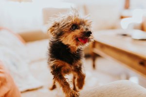 Boda Yolanda Y Nahuel 008