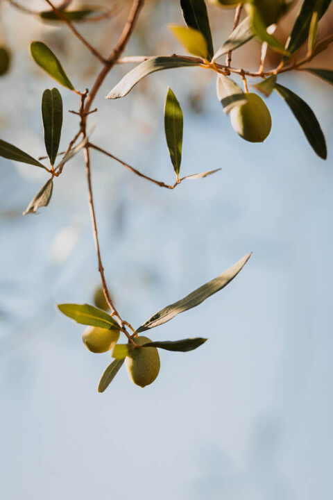 Preboda Nicol Fabian 1