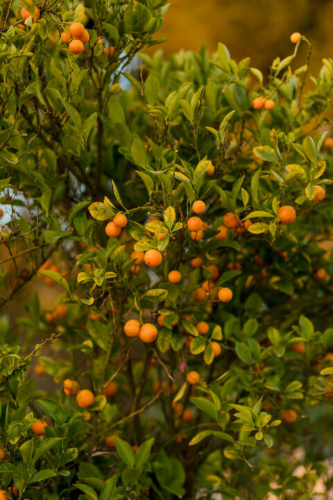 Boda Lina Julian 445